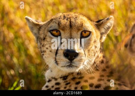 Nahaufnahme eines Geparden, der im Gras liegt und auf die Kamera schaut; Tansania Stockfoto