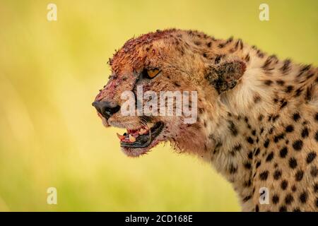 Nahaufnahme eines Geparden (Acinonyx jubatus) mit blutüberdecktem Kopf nach der Fütterung; Tansania Stockfoto