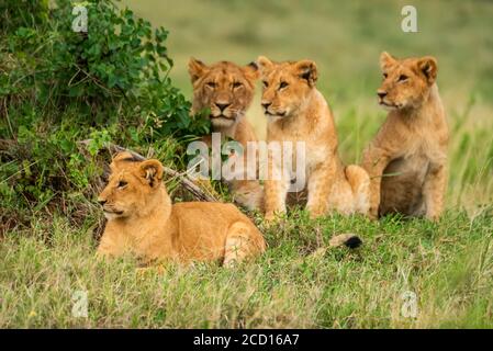 Vier Löwenjungen (Panthera leo) liegen und sitzen auf dem Gras; Kenia Stockfoto