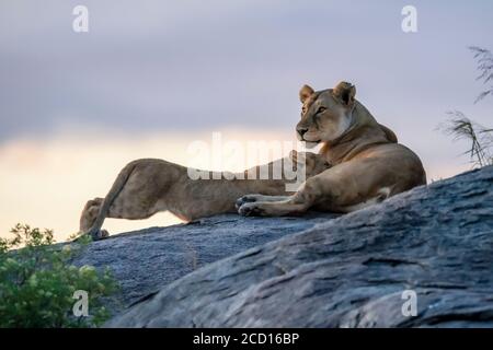 Löwin (Panthera leo) stillende Junge auf Felsen in der Abenddämmerung; Tansania Stockfoto