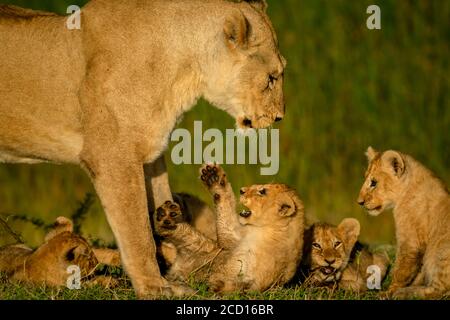 Nahaufnahme der Löwin (Panthera leo), die über vier Löwenjungen steht; Tansania Stockfoto