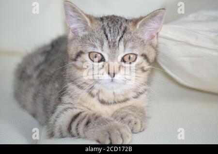 Der kleine britische Kurzhaar-Tiger Stockfoto
