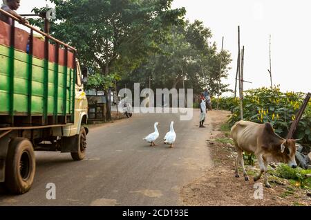 Weiße Gänse, die mitten auf der Straße mit einer Kuh und geparkten Motorrädern spazieren; Chandipur, Baleswar District, Odisha State, Indien Stockfoto