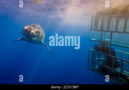 Taucher im Käfig neben dem Großen Weißen Hai (Carcharodon carcharias); Guadalupe Island, Mexiko Stockfoto