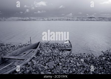 Pateira de Fermentelos Lagune, Portugal, gesunkene Boote im Vordergrund. Schwarz und weiß getöntes Blau. Stockfoto