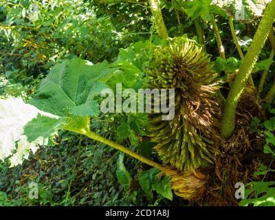 Gunnera tinctoria, The Horror Plant with Flower, Cornwall, Großbritannien, August. Stockfoto