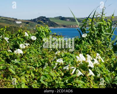 Hecke Bindweed, Calystegia sepium, wächst entlang der Küste, Cornwall, Großbritannien Stockfoto