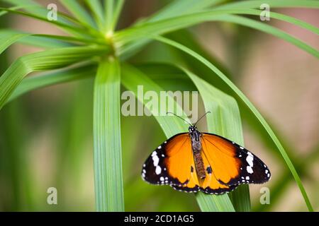 Schlichter Tiger-Schmetterling auf einem schwertförmigen Blatt Stockfoto