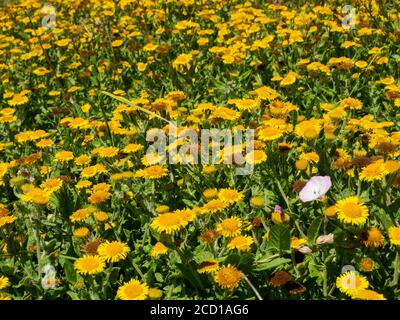 Gemeine Fleabane, Pulicaria dysenterica wächst entlang der Südwestküste Pfad, Cornwall, Großbritannien Stockfoto