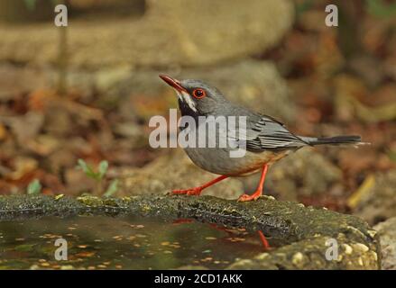 Rotbeinige Thrush (Turdus plumbeus rubripes) Erwachsene trinkende Cayo Coco, Kuba März Stockfoto