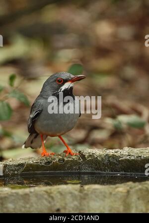 Rotbeinige Thrush (Turdus plumbeus rubripes) Erwachsene trinkende Cayo Coco, Kuba März Stockfoto