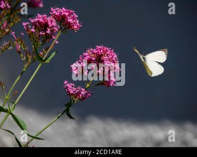 Large White, Pieris brassicae, Schmetterling, der auf einen roten Baldrian fliegt, Centranthus ruber, der am Küstenpfad wächst, Portscatho, Cornwall, Großbritannien Stockfoto