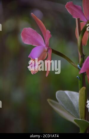 Cerrado Blumen Flora Zentral Brasilien Staat Goias Chapada dos Veadeiros Botanik, tropische Vegetation, Heilpflanzen Stockfoto