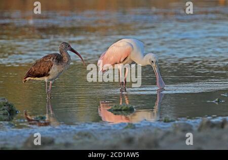 Roseat Löffler (Platalea ajaja) und White Ibis (Eudocimus albus) unreifen Löffler Fütterung mit unreifen Ibis Zepata Halbinsel, Kuba Stockfoto