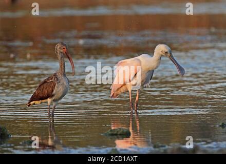 Roseat Löffler (Platalea ajaja) und White Ibis (Eudocimus albus) unreifen Löffler Fütterung mit unreifen Ibis Zepata Halbinsel, Kuba Stockfoto