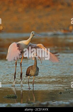 Roseat Löffler (Platalea ajaja) und White Ibis (Eudocimus albus) unreifen Löffler beim Start mit unreifen Ibis Zepata Halbinsel, Kuba Stockfoto