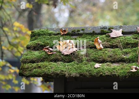Nahaufnahme eines mit Moos bedeckten Daches auf einem Unscharfer Hintergrund Stockfoto