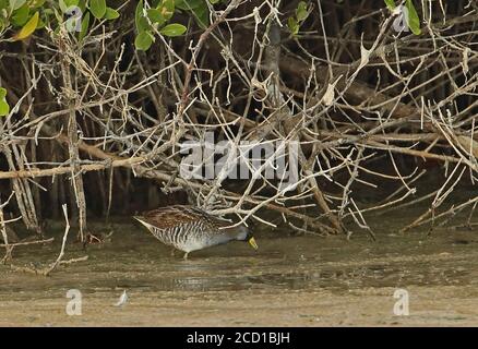 Sora (Porzana carolina) Erwachsene Fütterung unter Mangroven Cayo Coco, Kuba März Stockfoto