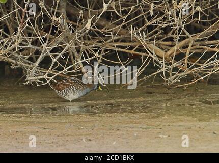 Sora (Porzana carolina) Erwachsene Fütterung unter Mangroven Cayo Coco, Kuba März Stockfoto