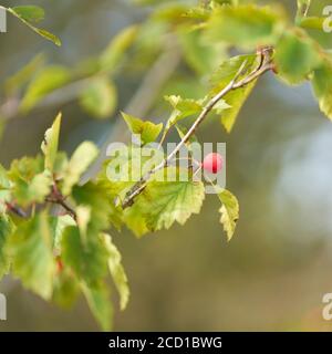 Blätter und Früchte des Dienstbaums (Sorbus torminalis), sehr selten in Europa Stockfoto