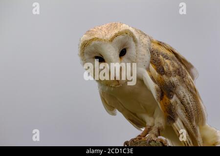 Nahaufnahme einer Captive Barn Owl Tyto alba zeigt Das herzförmige Gesicht und honigfarbene Oberteile Stockfoto