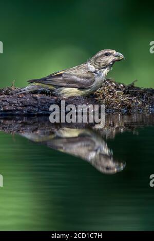 Kreuzschnabel; Loxia curvirostra; Weibliche am Wasser; Trinken; Stockfoto