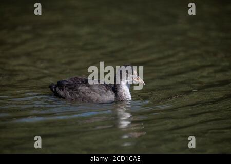 Coot; Fulica atra; Juvenile; Großbritannien Stockfoto