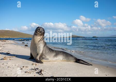 Südliche Elefantenrobbe; Mirounga leonina; Falkland Stockfoto