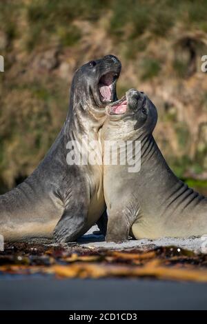 Südliches Elefantenrobbe; Mirounga leonina; zwei Spielkämpfe; Falklands Stockfoto