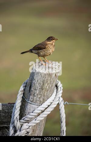 Falkland oder Austral Thrush; Turdus falcklandii; unreif; Falklands Stockfoto