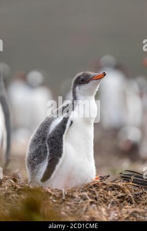 Gentoo Penguin; Pygoscelis papua; Küken; Falkland; Stockfoto