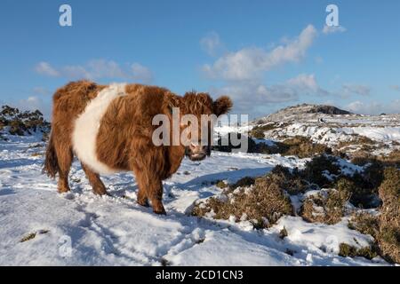 Kuh Weidet in Snow; Bodmin Moor; Cornwall; Großbritannien Stockfoto