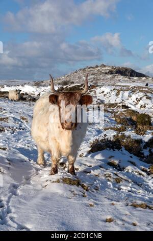 Kuh Weidet in Snow; Bodmin Moor; Cornwall; Großbritannien Stockfoto