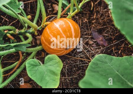 Big orange Kürbis wachsen auf Bett im Garten, die Ernte Bio-gemüse. Herbst Herbst Blick auf den Landhausstil. Gesunde Ernährung vegan vegetarische Baby Diät Konzept. Lokalen Garten erzeugen saubere Lebensmittel Stockfoto