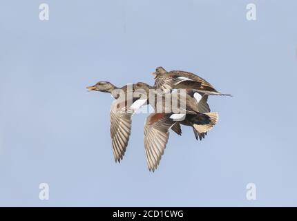 Gadwell im Flug (Anas strepera) Stockfoto