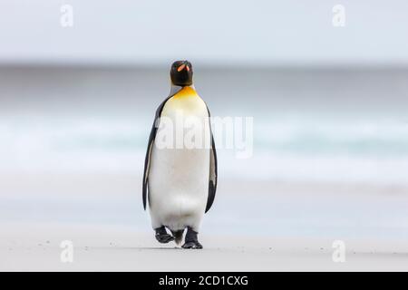 Königspinguin; Aptenodytes patagonicus; Volunteer Point; Falklands Stockfoto