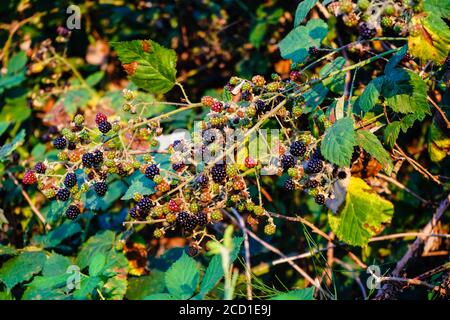 Schwarze Beere wild Blume mit Früchten Stockfoto