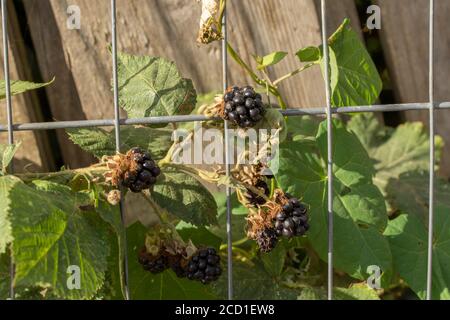 BlackBerry-Pflanze Frucht unter Fliege kippte Abfälle, London, england Stockfoto