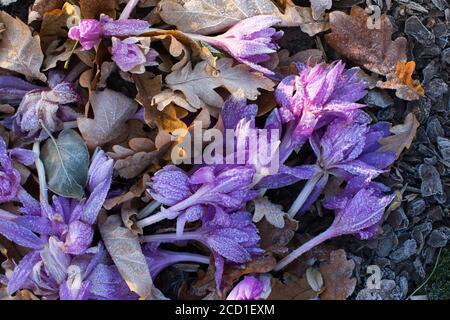 Nahaufnahme verwelkte violette Krokusblüten und von Reif überzogene Blätter, Draufsicht. Herbstsaison Stockfoto