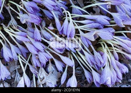 Nahaufnahme von verwelkten violetten Krokusblüten, bedeckt von Reif, Draufsicht. Herbstsaison Stockfoto