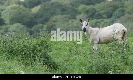 Feld 16:9-Format. Einzelne Schafe betrachten die Kamera. Für die Schafzucht Großbritannien, UK Viehwirtschaft, Suche Schäferhund, Schafe in Wolfskleidung. Stockfoto