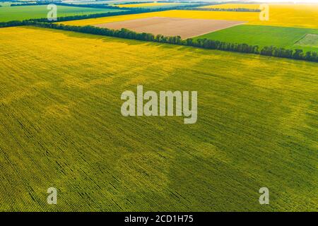 Luftbild Überfliegen blühendes gelbes Sonnenblumenfeld mit blauem wolkenlosem Himmel. Sonnenblumen Feld unter blauem Himmel mit weißen flauschigen Wolken. Wunderbare Drohne Stockfoto