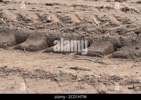 Schwere Traktorreifen Raupen in kürzlich beschnittenen Feld. Für Bodenverdichtung - was ein Problem für den Anbau von Kulturen ist, da es das Pflanzenwachstum begrenzen kann. Stockfoto