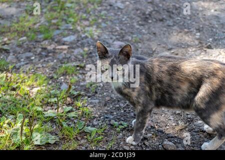 Tricolor Katze Spaziergänge in der Natur. Nahaufnahme einer bunten Katze mit grünen Augen, die auf einem Gras läuft. Stockfoto