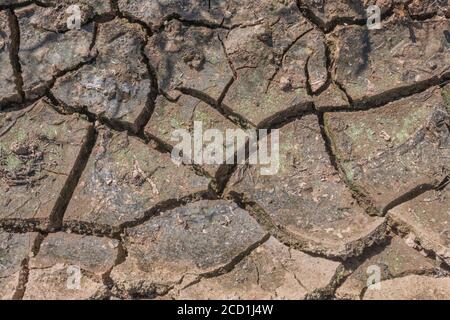 Siltgeformte Feldkruste mit Wassermangel. Für Trockenheit, Wasserknappheit, Bodenwissenschaft, Bodenmechanik, abstrakter Boden, abstrakte Trockenheit. Stockfoto