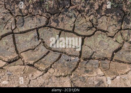 Siltgeformte Feldkruste, die mit Wassermangel bricht. Für Trockenheit, Wasserknappheit, Bodenwissenschaft, Bodenmechanik, abstrakter Boden, Klimawandel. Stockfoto