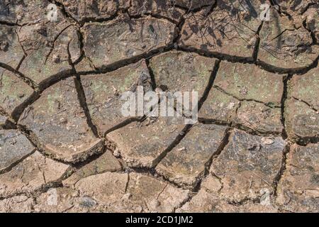 Siltgeformte Feldkruste, die mit Wassermangel bricht. Für Trockenheit, Wasserknappheit, Bodenwissenschaft, Bodenmechanik, abstrakter Boden, Klimawandel. Stockfoto