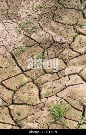 Siltgeformte Feldkruste, die mit Wassermangel bricht. Für Dürre, Wasserknappheit, Bodenwissenschaft, Bodenmechanik, abstrakter Boden, Klimawandel Stockfoto