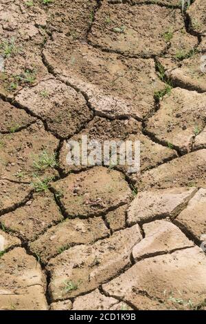 Siltgeformte Feldkruste, die mit Wassermangel bricht. Für Dürre, Wasserknappheit, Bodenwissenschaft, Bodenmechanik, abstrakter Boden, Klimawandel Stockfoto