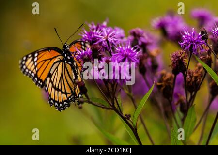 Ein Monarch Schmetterling (Danaus plexippus) auf einer wilden Blume thront. Stockfoto